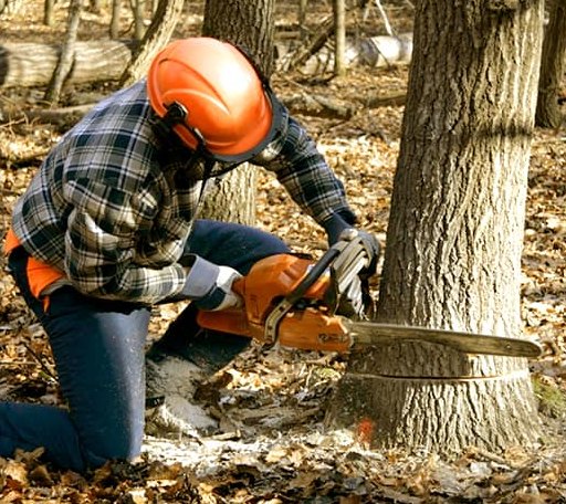 Tree Removal in Chelsea, MI